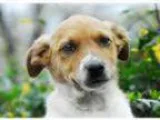Adopt Sweet Pea a Jack Russell Terrier Dachshund