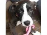 Adopt Scrabble a Labrador Retriever Border Collie dog in Rancho