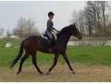 Athletic smart and willing Thoroughbred mare