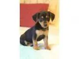 Adopt Rain a Black - with Tan Yellow or Fawn Miniature Pinscher 
