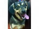 Adopt RileyTransfered to humane society a Labrador Retriever