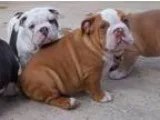 BethanyBea English Bull dog Pups for Sale still av