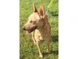 Adopt Kai a Australian Cattle Dog (Blue Heeler) Fox Terrier