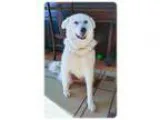 Adopt Oriana a Labrador Retriever Great Pyrenees