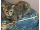 Adopt Oshi a Calico or Dilute Calico Domestic Shorthair (short c