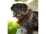 Adopt EARL a Brussels Griffon  Mixed dog in Pt. Richmond CA (151