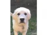 Adopt Finn a Great Pyrenees