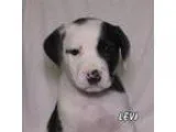 Adopt Levi a Spaniel (Unknown Type)  Labrador Retriever  Mixed d