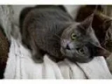 Adopt Iris a Russian Blue