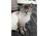 Adopt Coco a Siamese Tabby - Brown