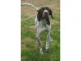 Adopt Charlie a German Shorthaired Pointer