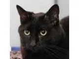 Adopt Binx (at PetSmart ) a Domestic Short Hair