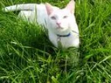 Adopt Sebastian a White American Shorthair (short coat) cat in M