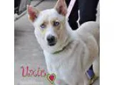 Adopt Uxie a White Siberian Husky  Mixed dog in Carrollton TX (1
