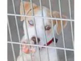 Adopt LOUIE a White - with Tan Yellow or Fawn Terrier (Unknown T
