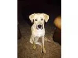 Adopt Brutus a Golden Retriever Great Dane