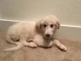 Adopt Chloe a White Great Pyrenees dog in Mesquite TX (15370015)