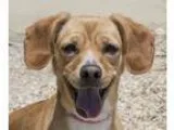 Adopt Ivy a TanYellowFawn - with White Beagle  Mixed dog in Nort