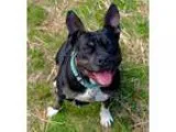 Adopt Juliet a Pit Bull Terrier Boxer
