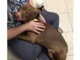 Adopt Bernie-Puppy a BrownChocolate Terrier (Unknown Type