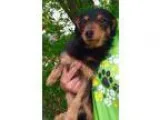 Adopt Stitch a Terrier