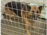 Adopt Rosa a German Shepherd Dog