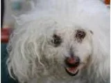 Adopt Naomi a Poodle