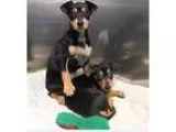 Rat terrier puppy
