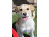 Adopt National Park Puppies - Females a Tricolor (TanBrown and B