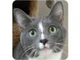 Adopt Maeling a Gray or Blue (Mostly) American Shorthair (short 