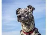 Adopt Finn a Dalmatian Australian Cattle Dog (Blue Heeler)