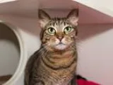Adopt Tigress a Tiger Striped Domestic Shorthair (short coat) ca