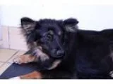 Adopt Amelia a Black - with Tan Yellow or Fawn Australian Shephe