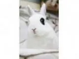 Adopt Angel a Bunny Rabbit Bunny Rabbit