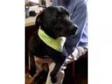 Adopt Bubba a Labrador Retriever