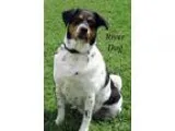 Adopt River Dog a Treeing Walker Coonhound  Mixed dog in Freepor