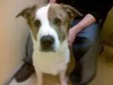 Adopt Tuggs a Australian Cattle Dog (Blue Heeler)