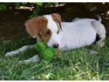 Adopt Lavender-Loves her stuffed animals a Golden Retriever Beag