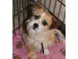 Adopt Chenin Blanc a Terrier (Unknown Type Small)  Terrier (Unkn