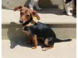 Adopt Gracie a Black - with Tan Yellow or Fawn Miniature Pinsche