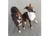 Adopt Dash and Blitzen - Kansas City a Italian Greyhound
