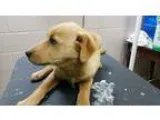 Adopt Brittany a Golden Retriever  Mixed dog in Hanover PA (1539