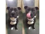 Adopt BANKS a Terrier
