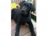 Adopt Malieah a Labrador Retriever
