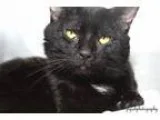 Adopt Sinatra a All Black Domestic Shorthair  Mixed (short coat)