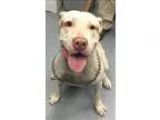 Adopt El Camino a Pit Bull Terrier