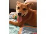 Adopt Neutron - Adopted a Shepherd Terrier