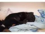 Adopt Tuppence Agatha Christie a Boxer