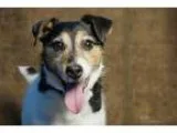Adopt Megu a Jack Russell Terrier