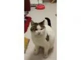 Adopt Eris a White (Mostly) Domestic Shorthair  Mixed (short coa